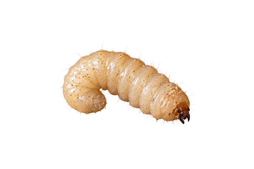 Houtworm behandelen