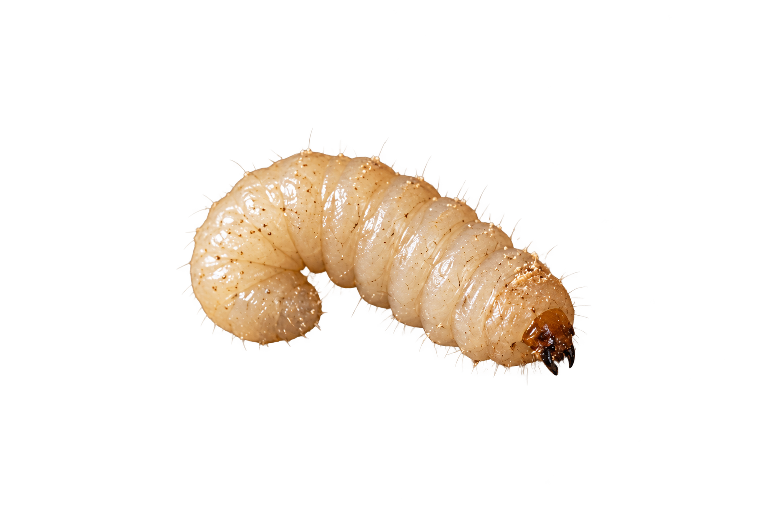 Houtworm behandelen