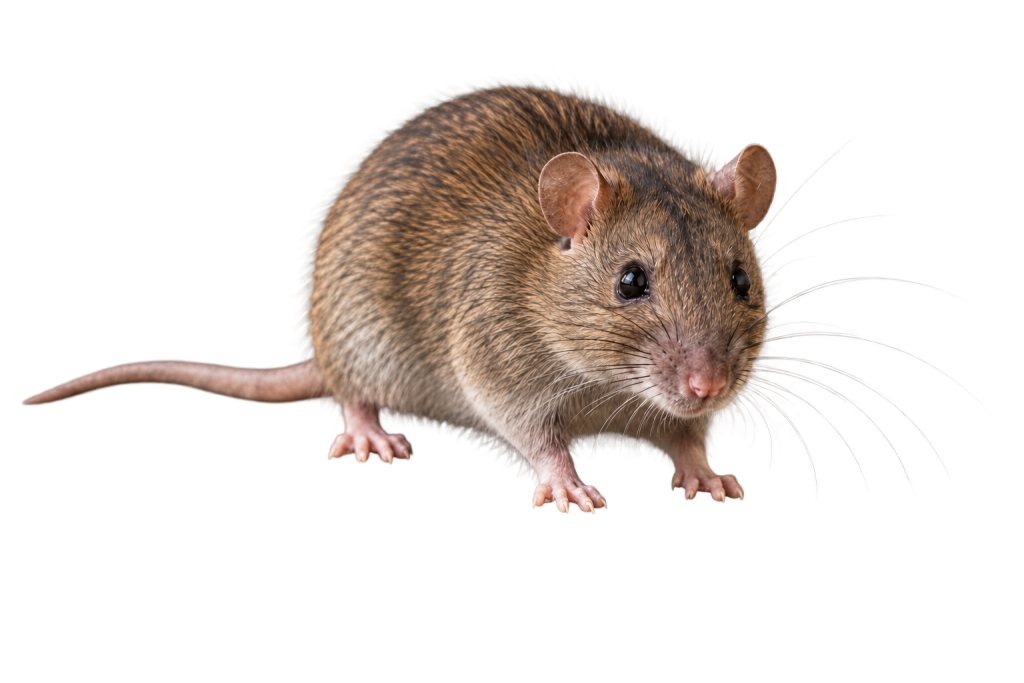 Ratten bestrijden